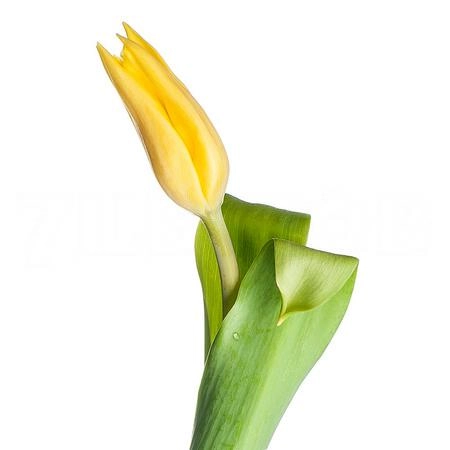 Тюльпан эн йеллоу флайт