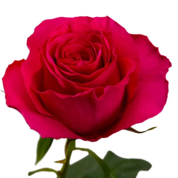 Роза однг хот спот