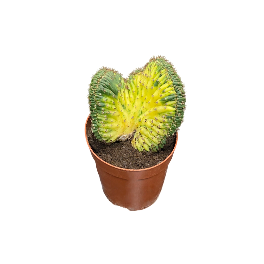 Трихоцереус вариегатный Паханой кристата