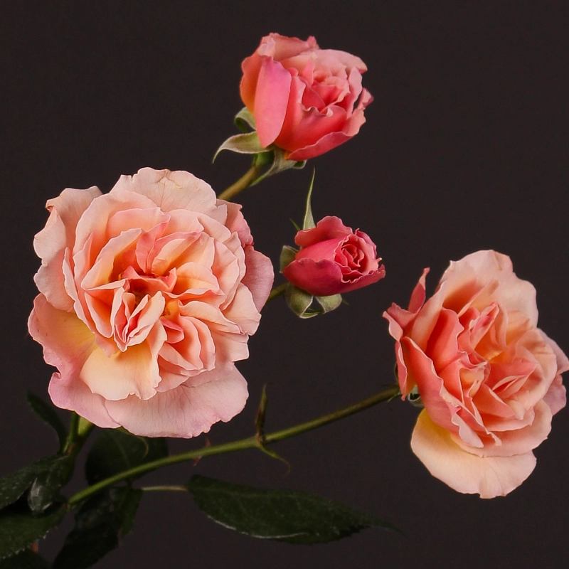 Роза куст сентед уиспер