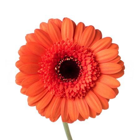 Гербера мини карамба