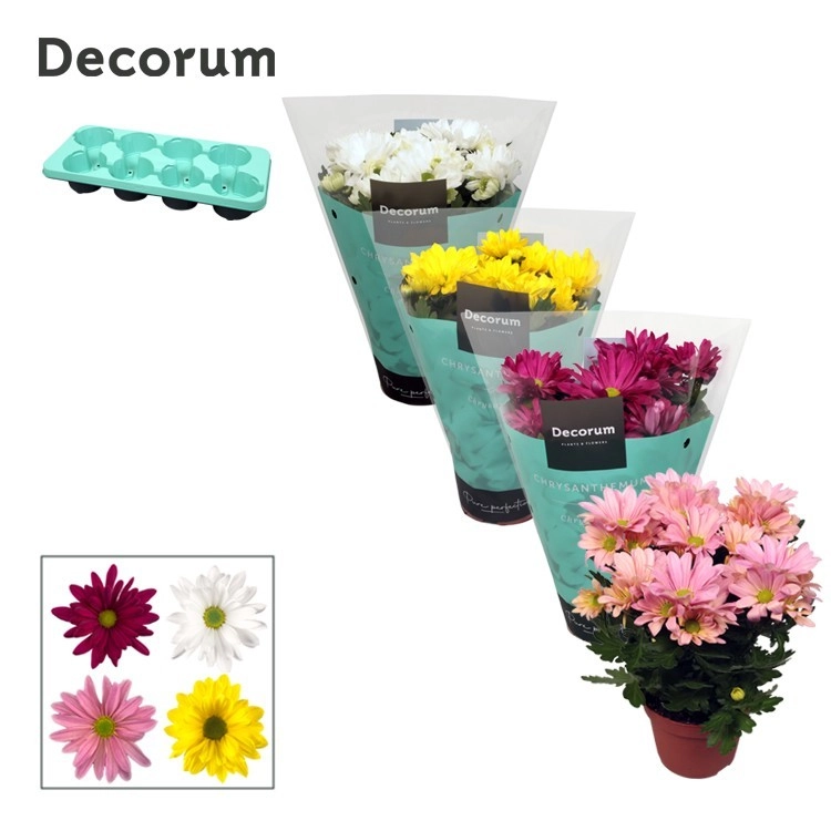 Хризантема Маргарита микс