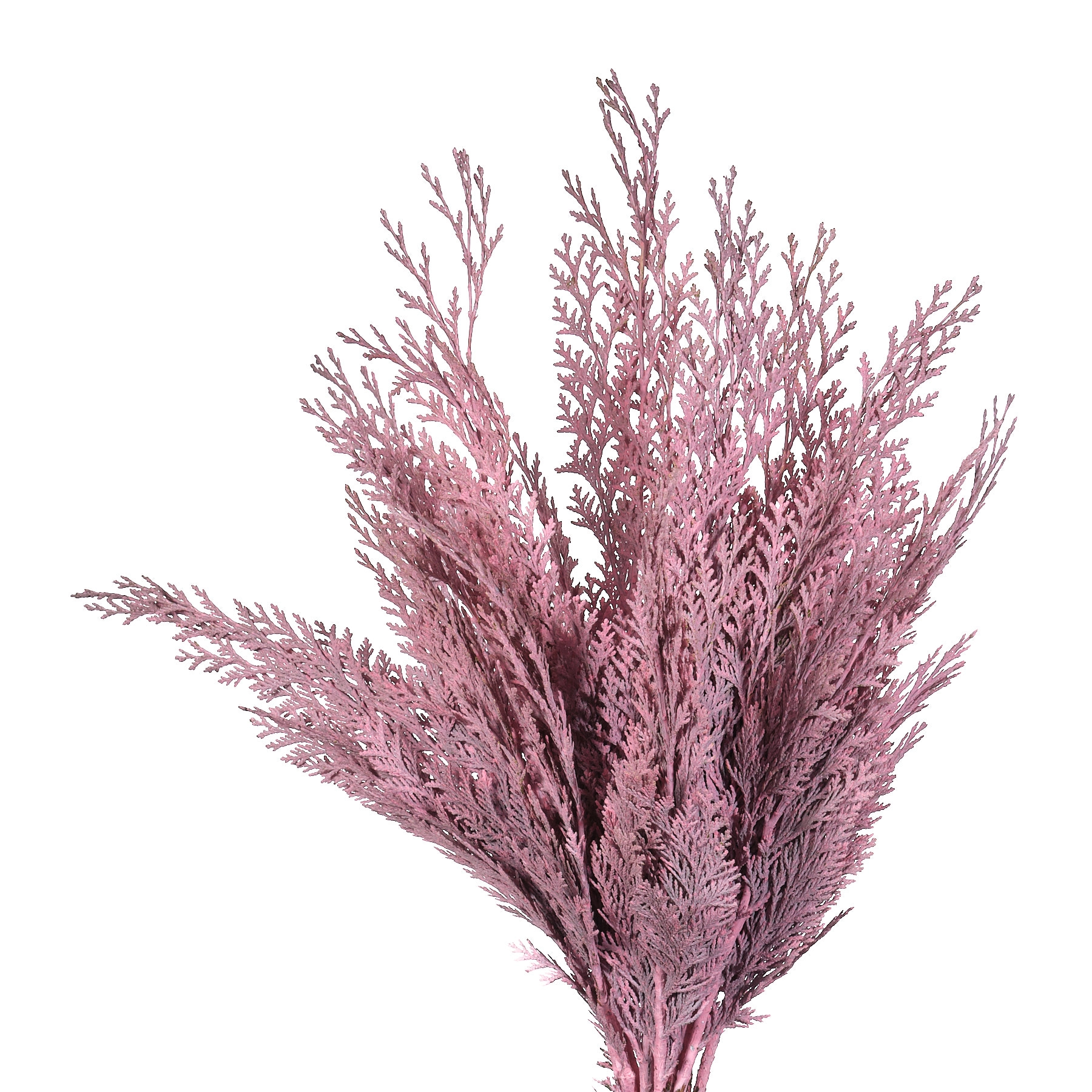 Ветки Туя краш. светло-розовая