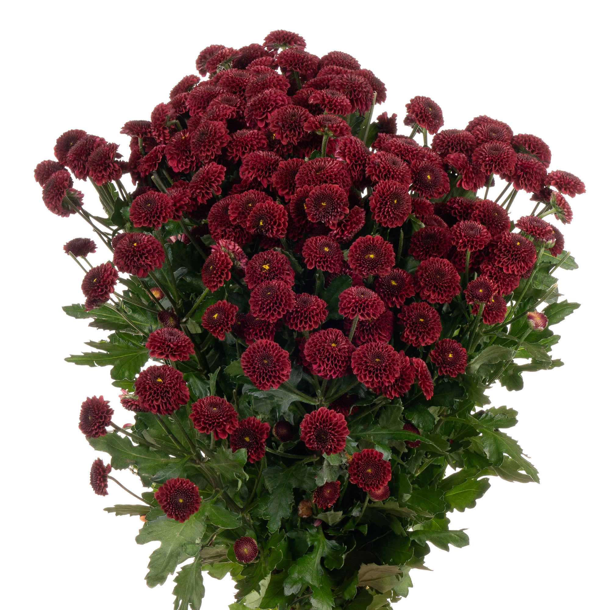 Хризантема са прупетта ред