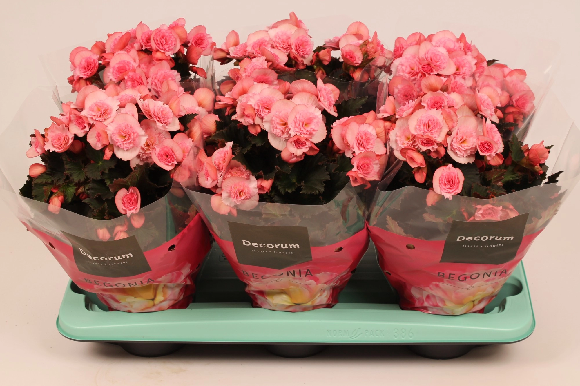 Бегония элатиор Мув 2 Джой розовая