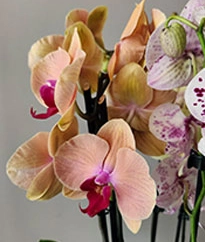 Цветущие комнатные растения