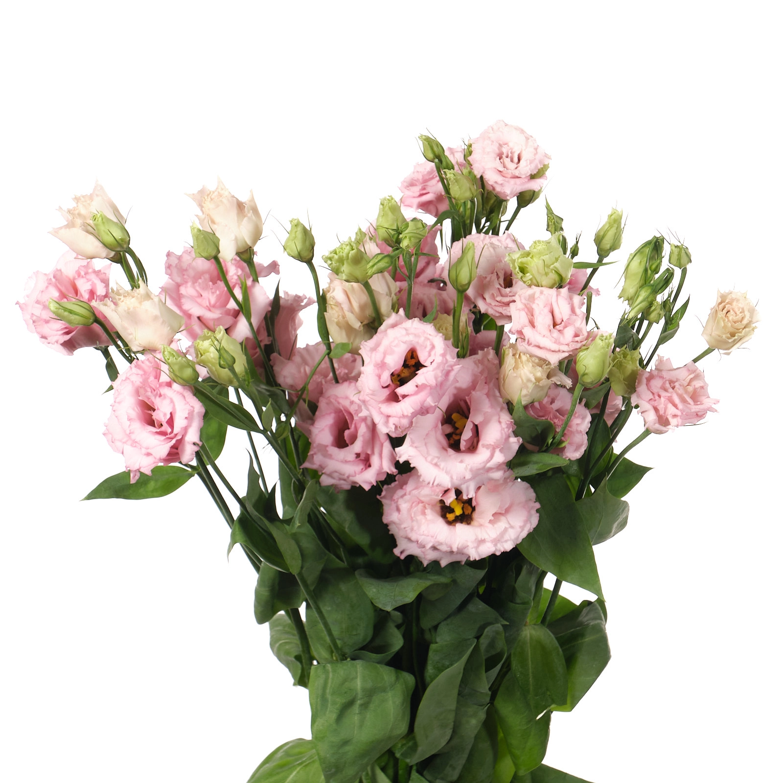 Лизиантус махровый лизанн лайт пинк