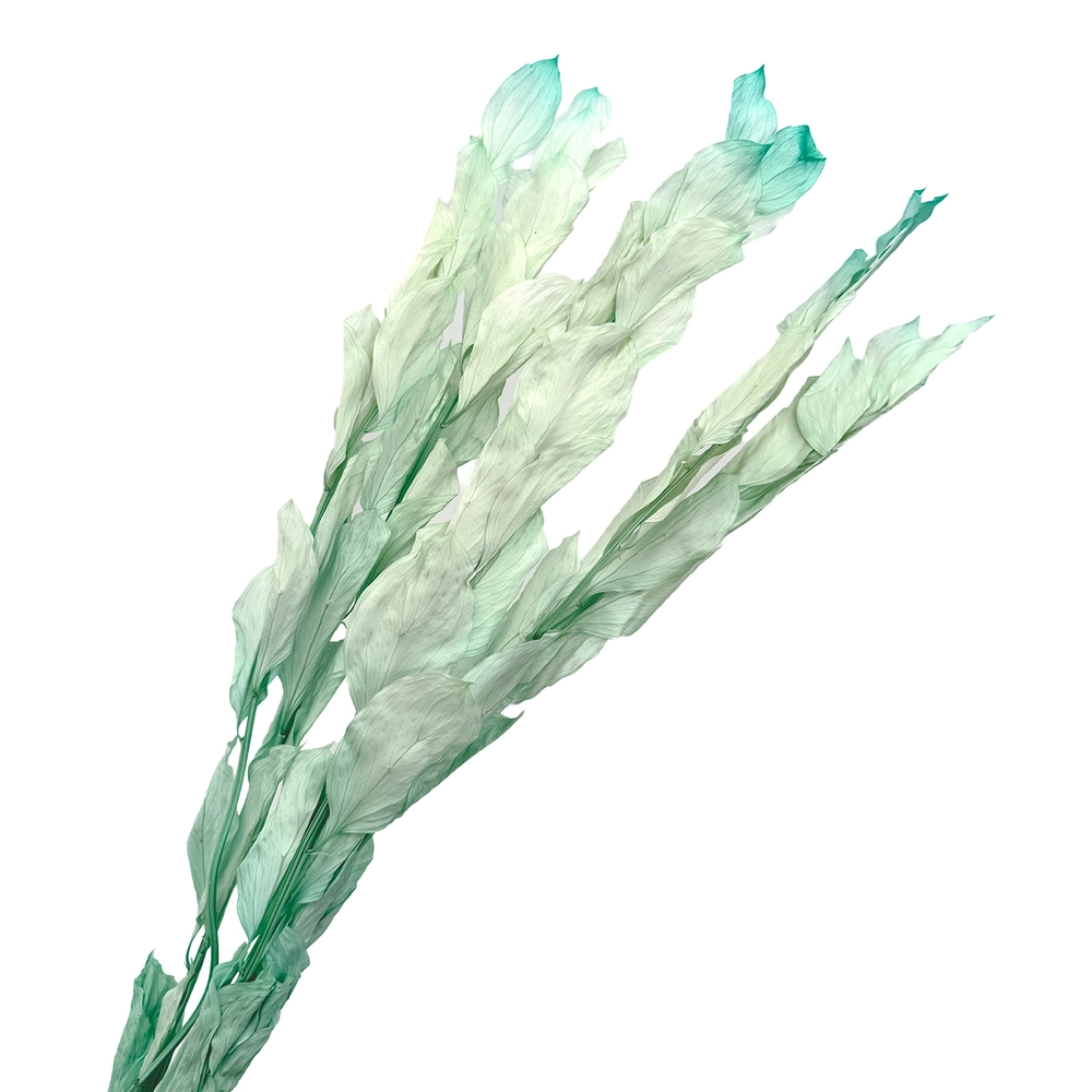 Сухоцветы "Рускус", H50 см, набор (5 шт) Мятный