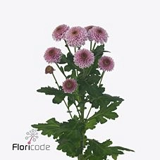 Хризантема са дория пинк