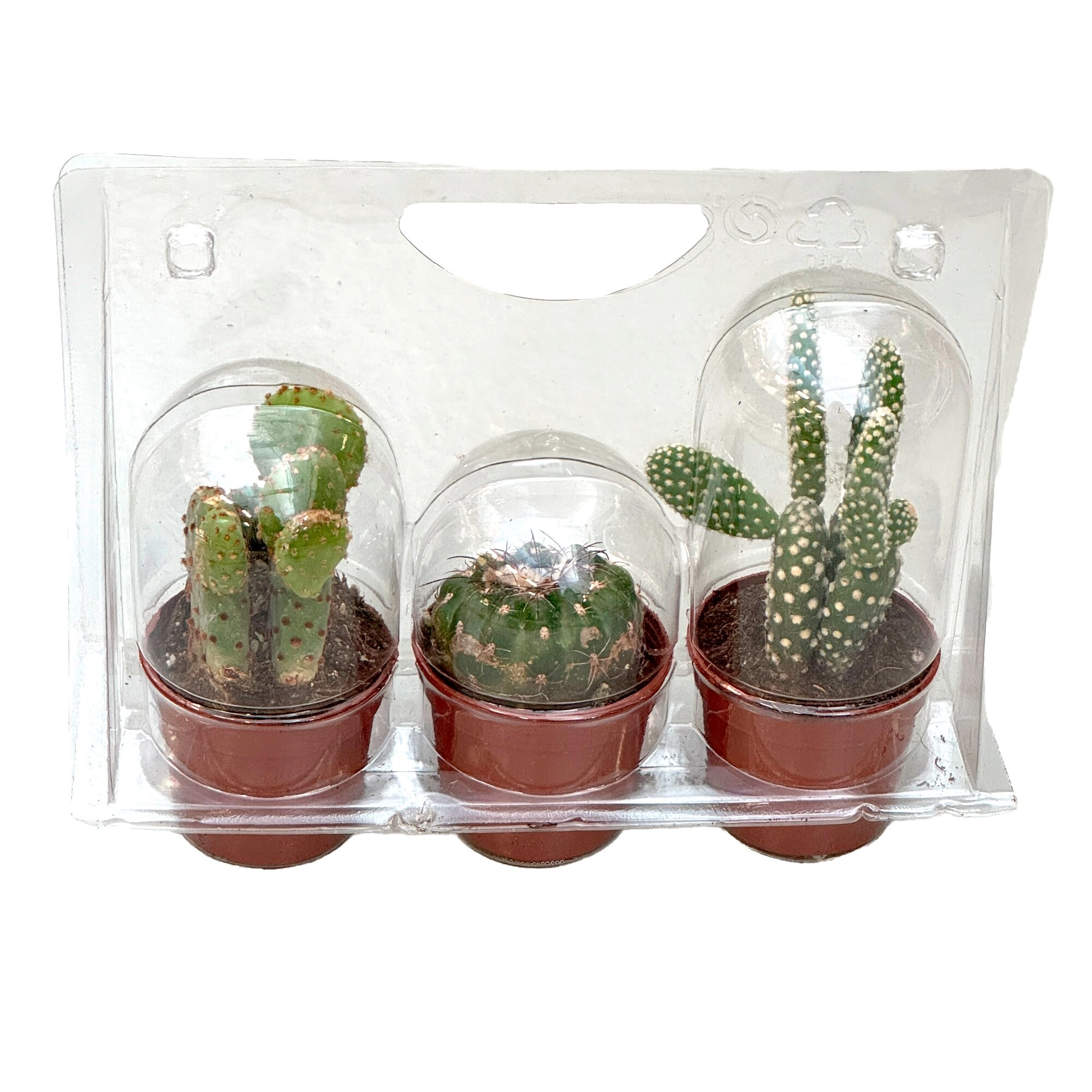 Кактус Микс в блистере 3 шт.