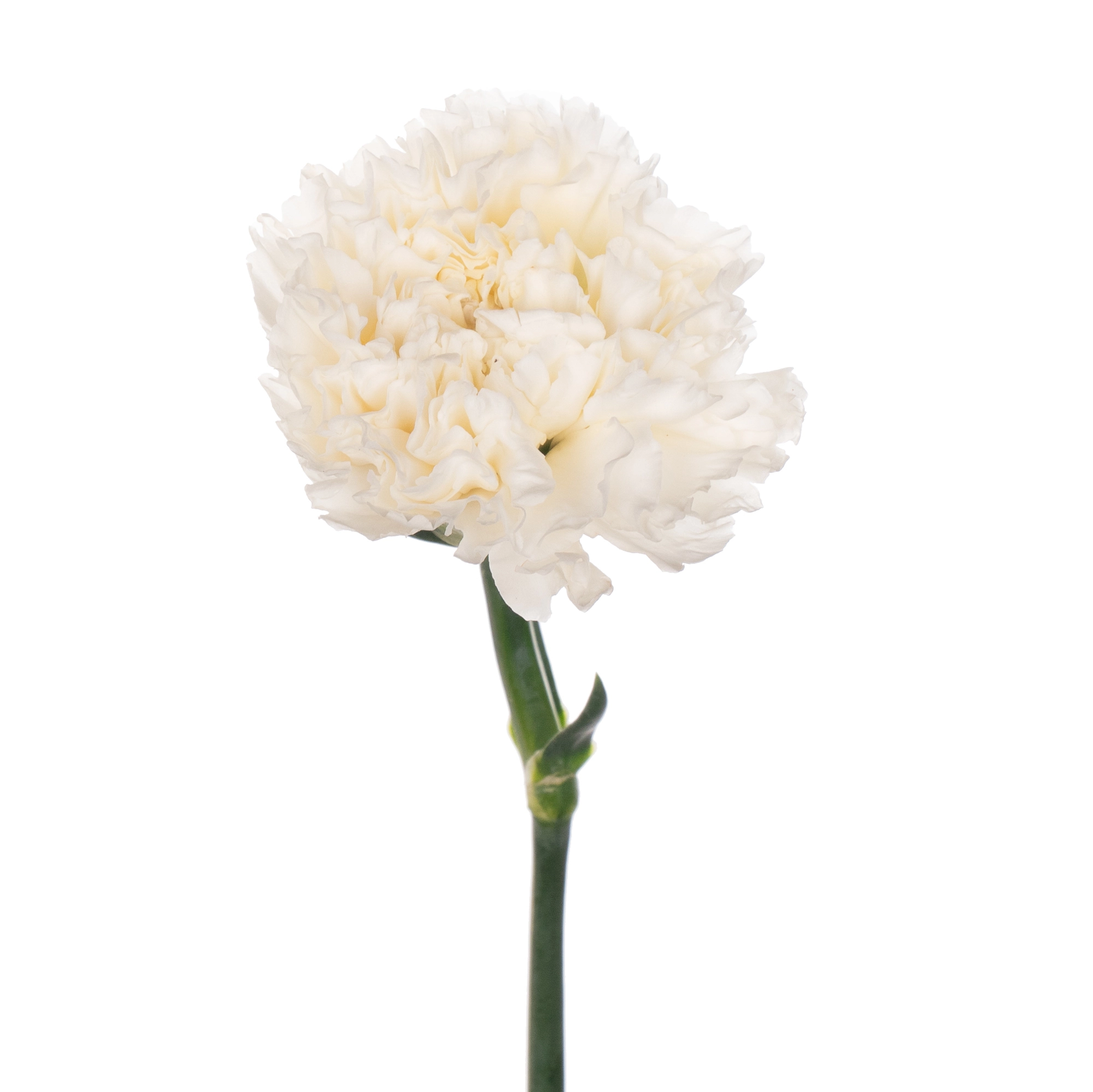 Гвоздика нивес