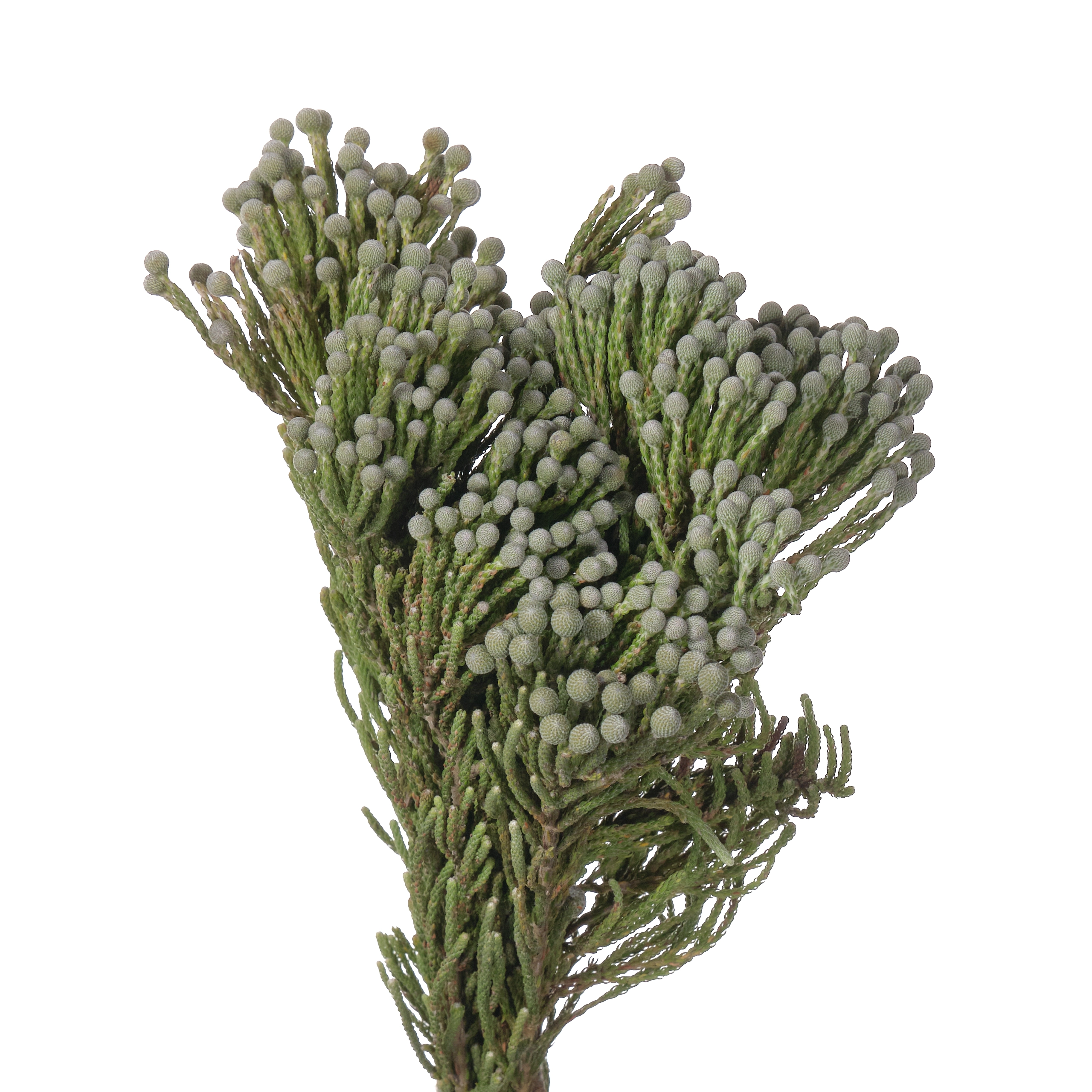 Капс сильвер бруния