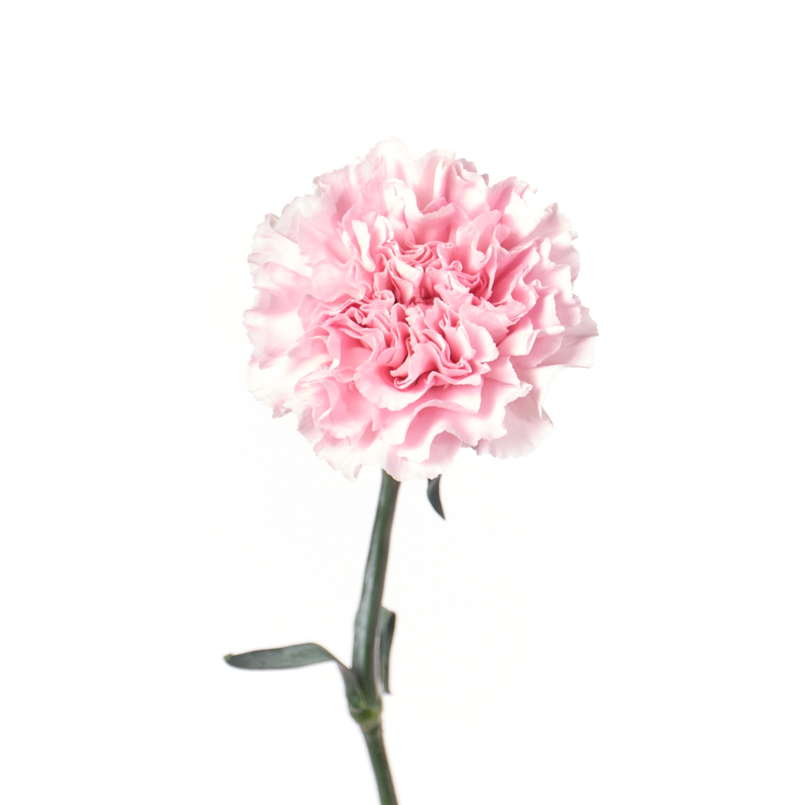 Гвоздика дамина