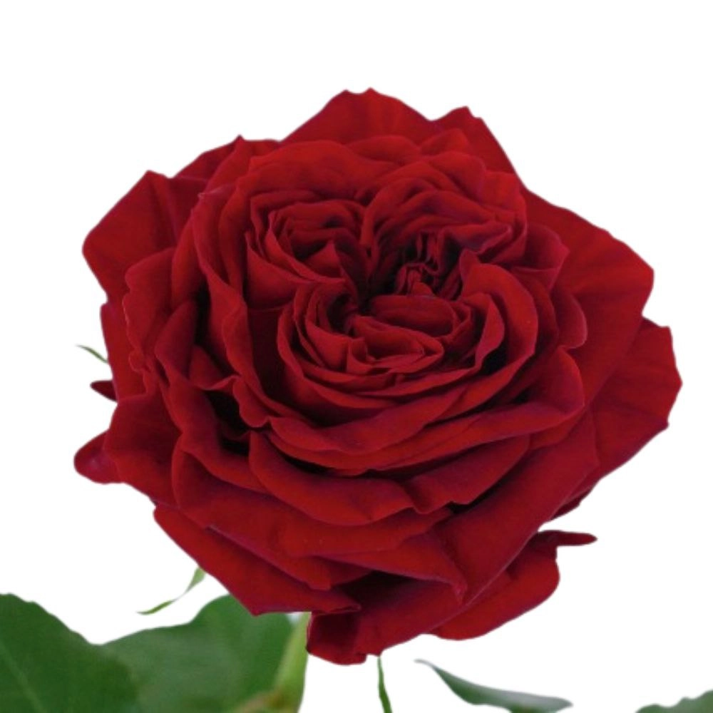 Роза однг майрас ред