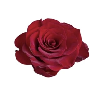 Роза однг ред хайленд