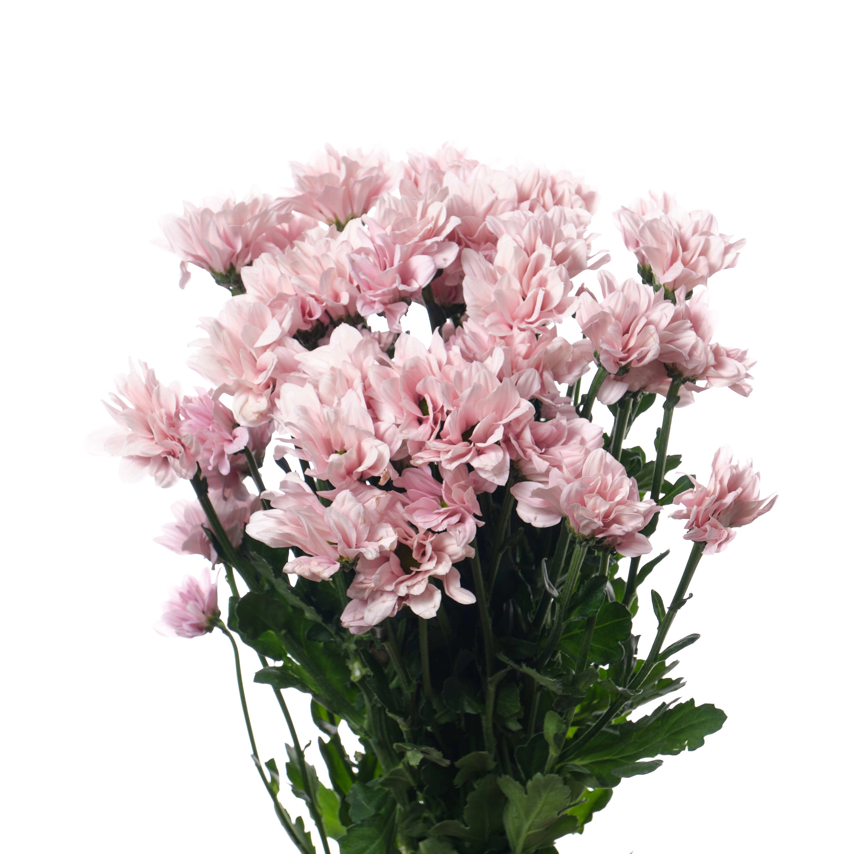 Хризантема куст бэби