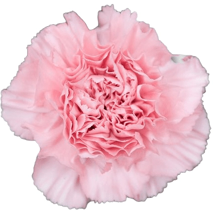 Гвоздика росадо