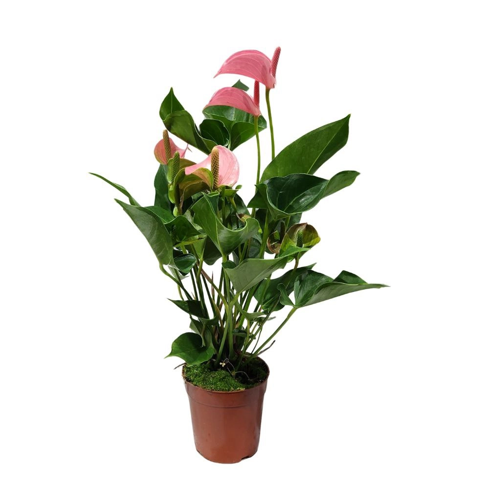 Антуриум андрианум Чемпион розовый