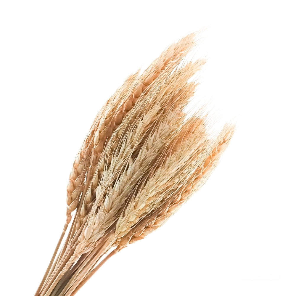 Сухоцветы "Пшеница", Н50 см, набор (30 шт) Натуральный