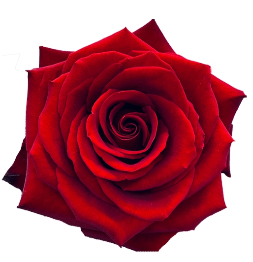 Роза однг леди ин ред