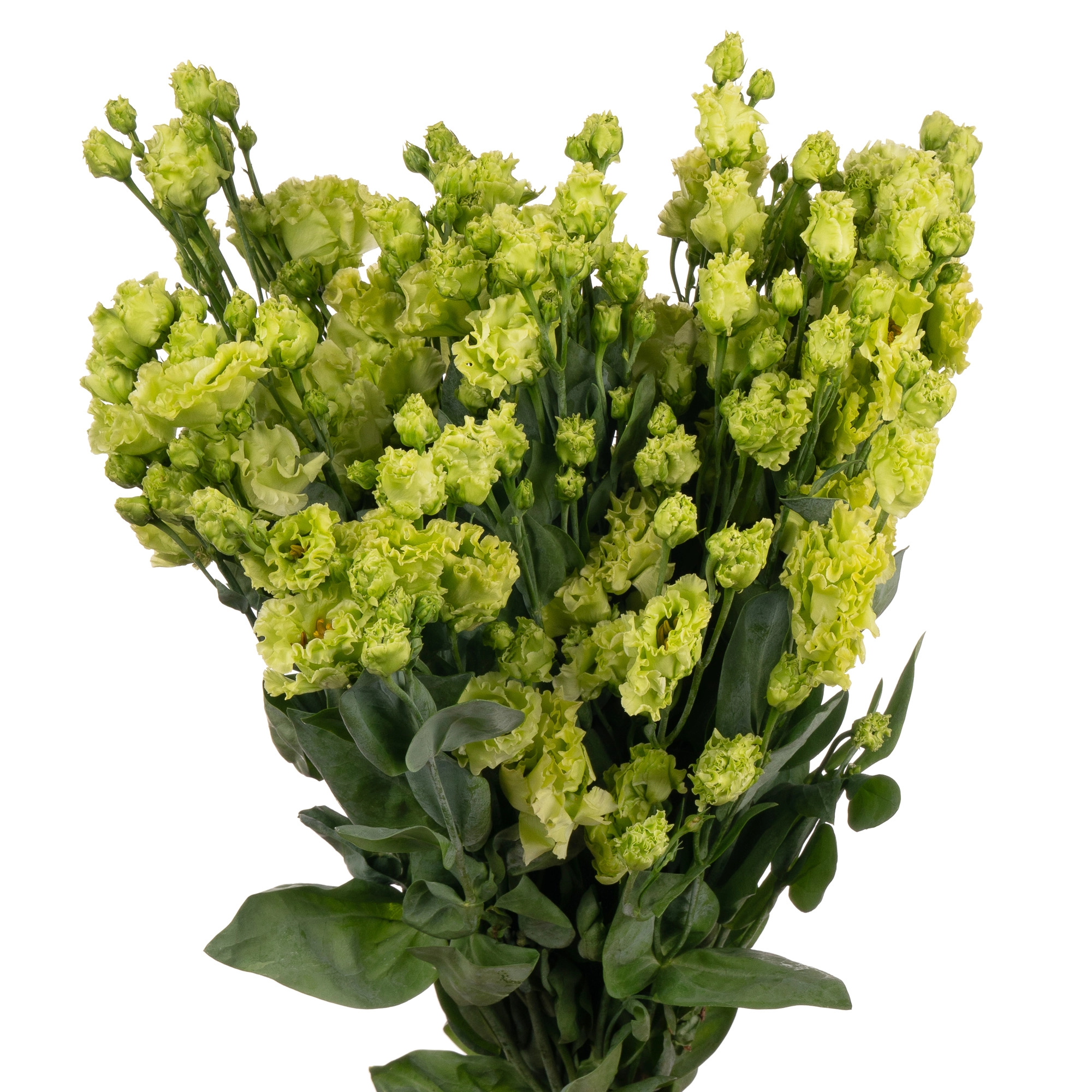 Лизиантус ду розан эмеральд