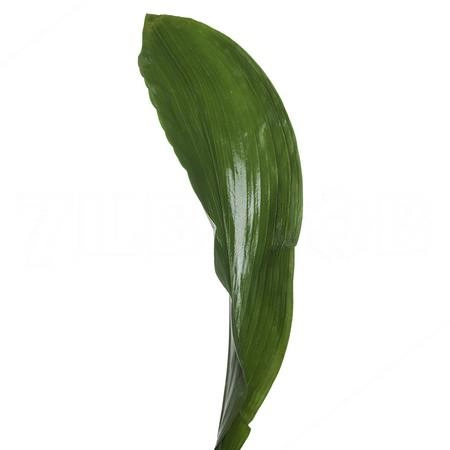 Листья Аспидистра италия супер