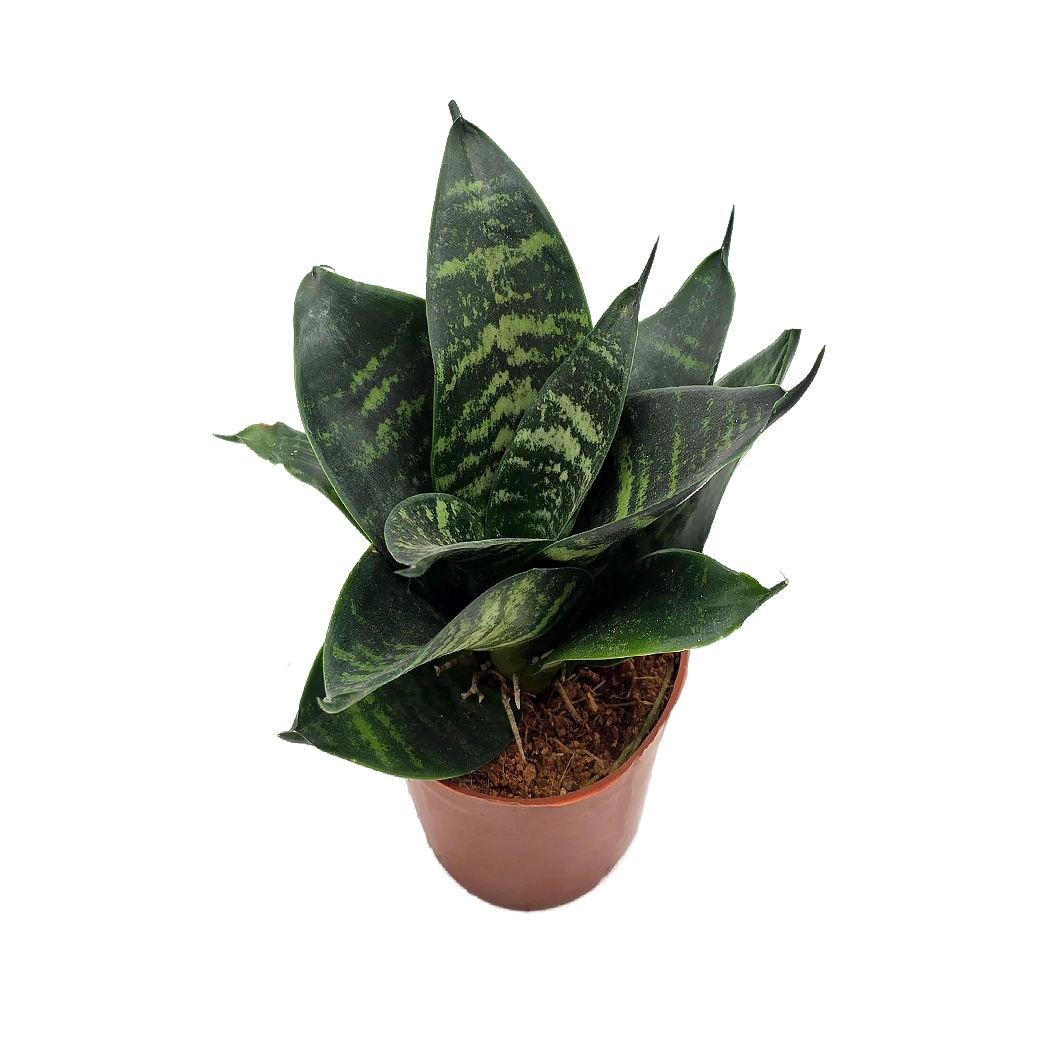 Сансевиерия Тайгер Стар