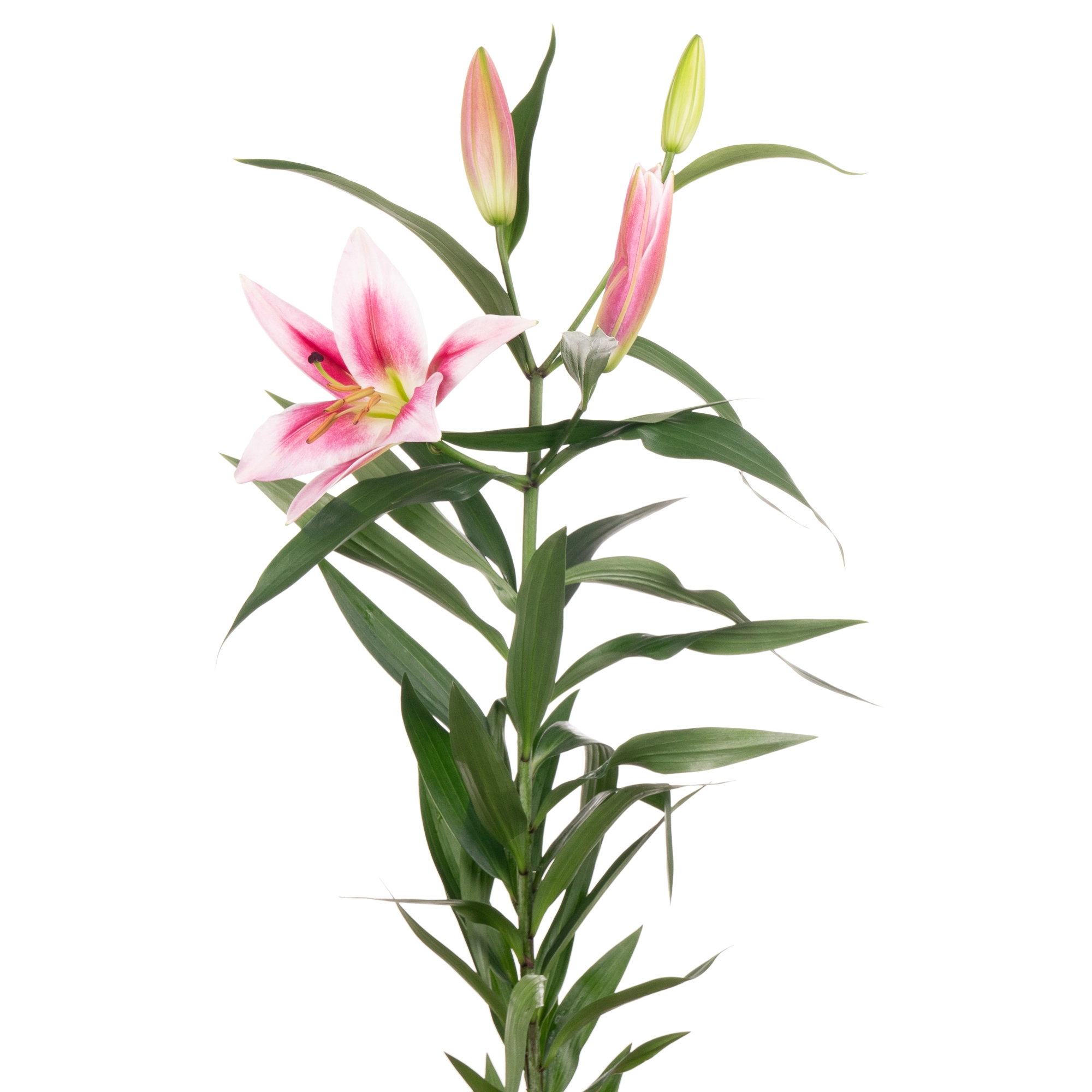 Лилия ор делиан