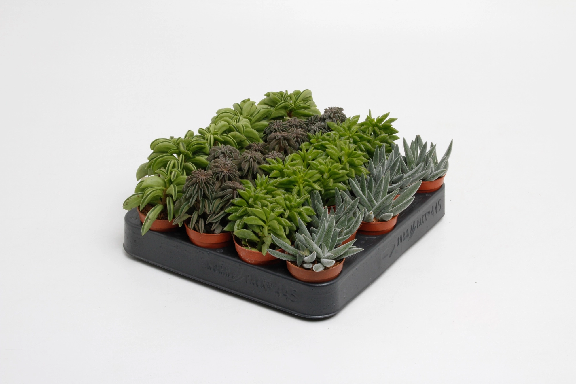 Пеперомия Микс