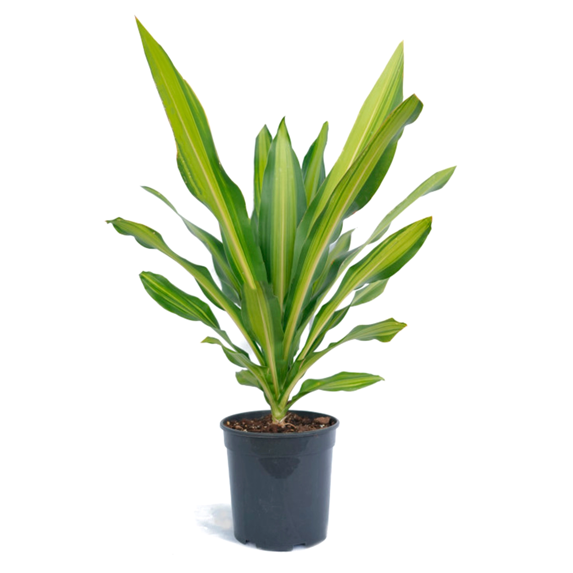 Драцена фрагранс Массанжеана