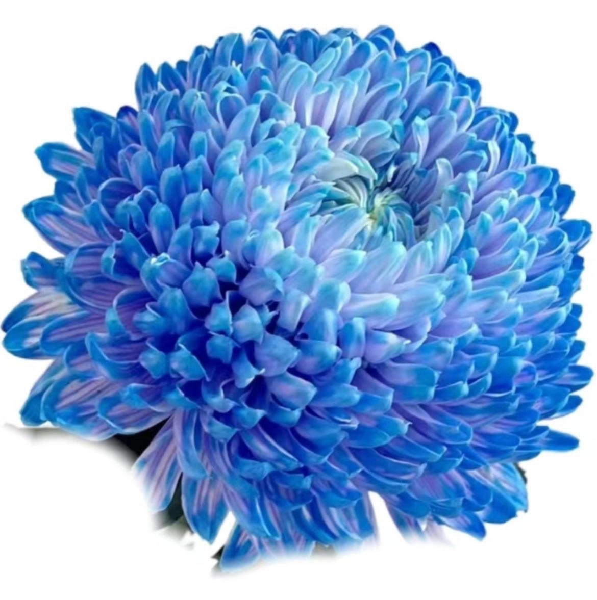 Хризантема краш. однг мамс пиони пурпурная