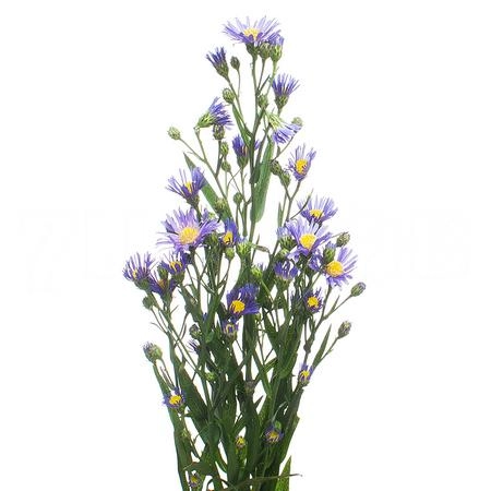 Астер касамаре