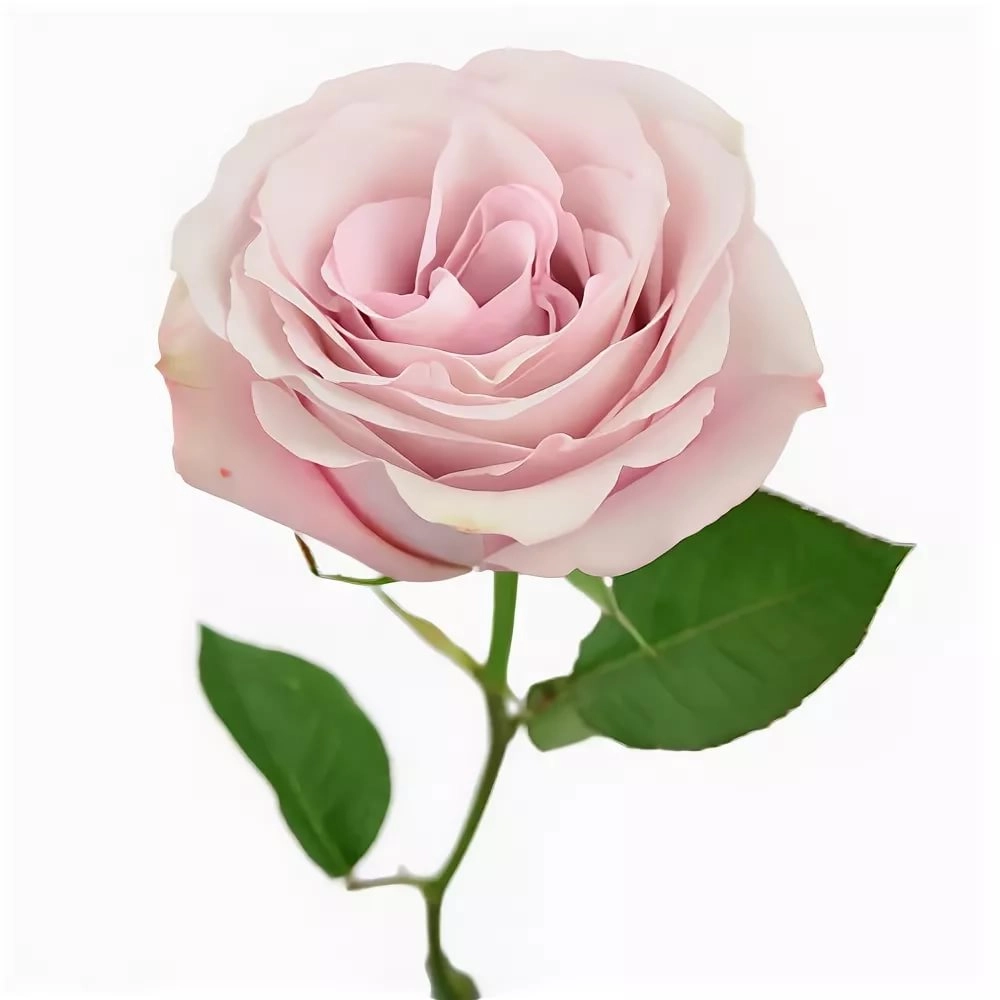 Роза однг сикрет гарден