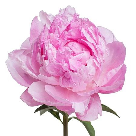 Пион нэнси нора