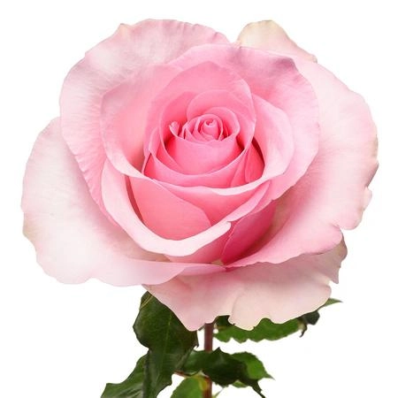 Роза гр криста