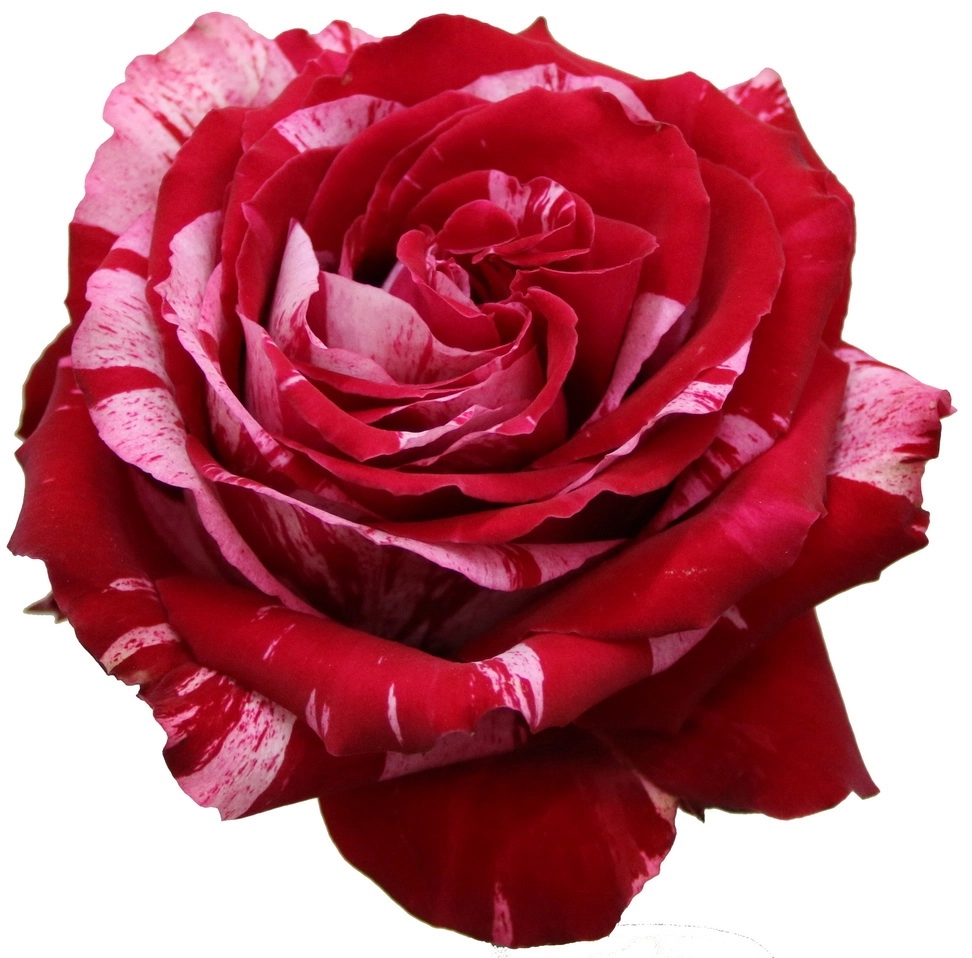 Роза однг фроу фроу