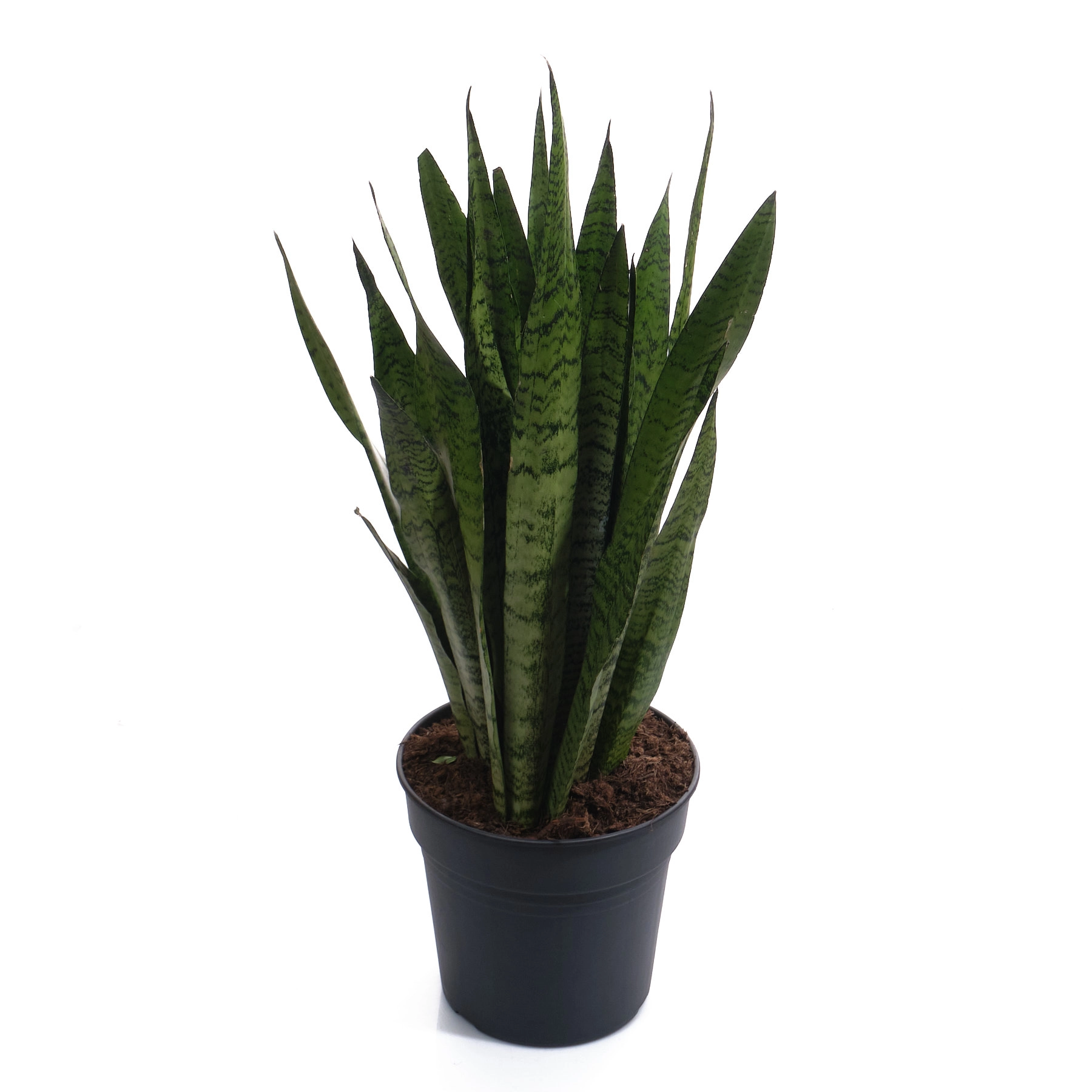 Сансевиерия Зейланика