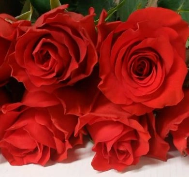 Роза однг скарлет эксплорер