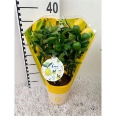 Цитрофортунелла Лимон