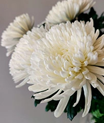 Хризантема