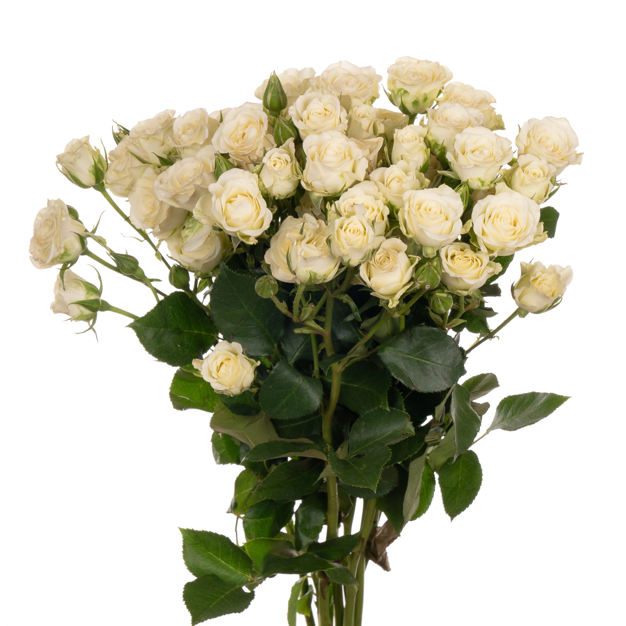 Роза куст сноуфлейк