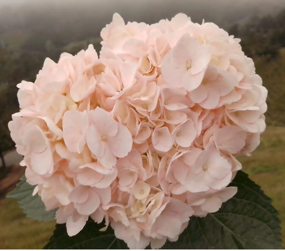 Гидрангия премиум светло-розовая