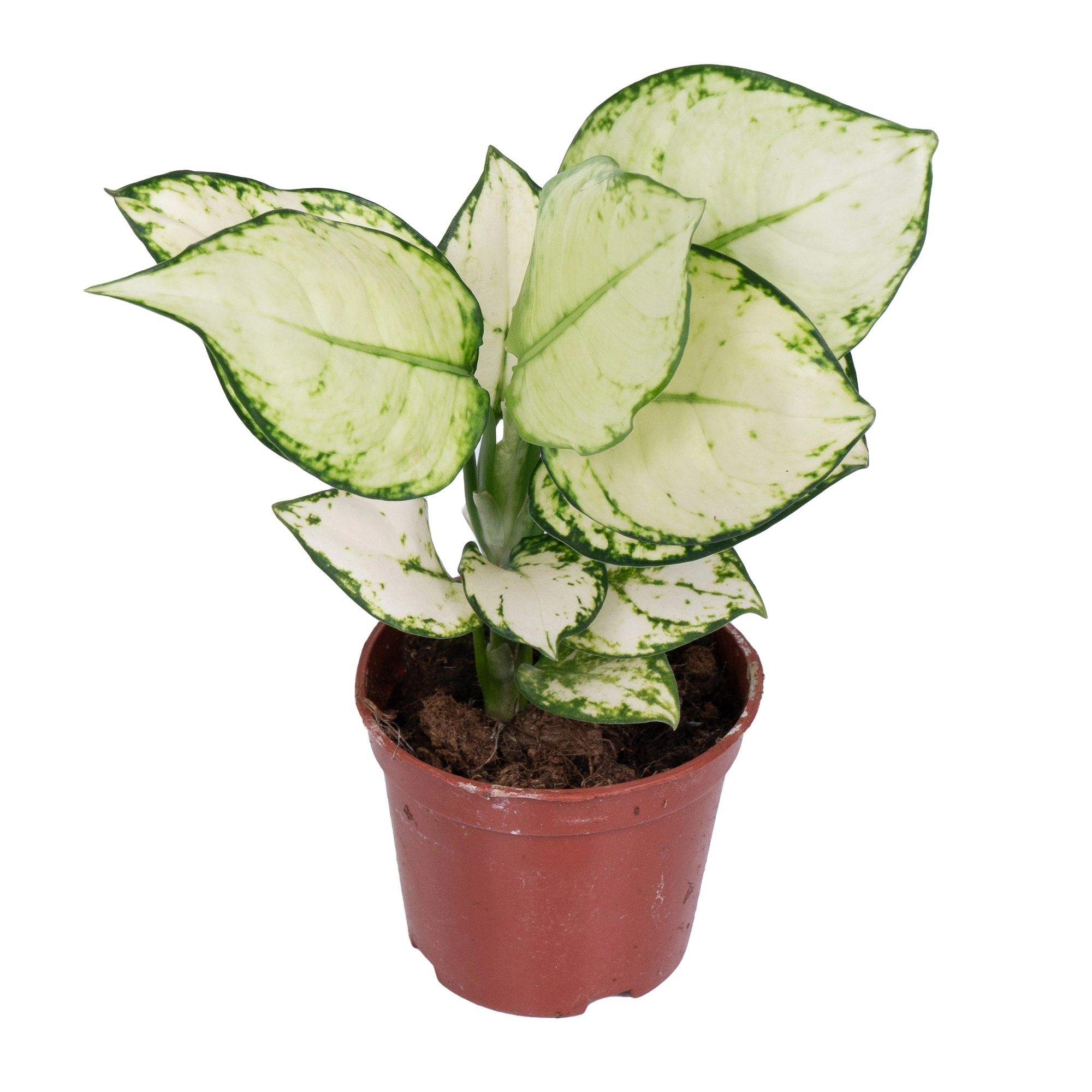 Аглаонема Уайт