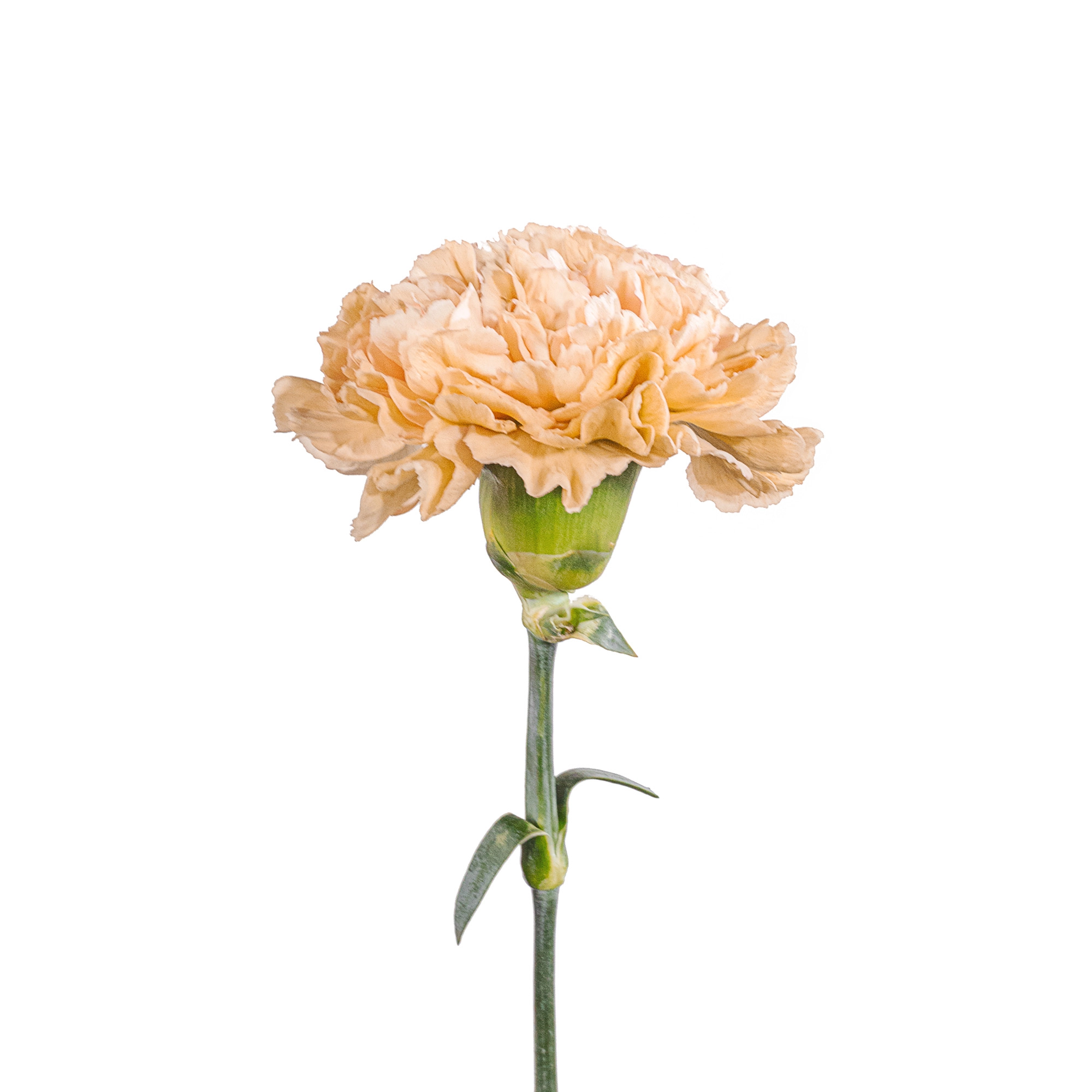 Гвоздика леге марроне