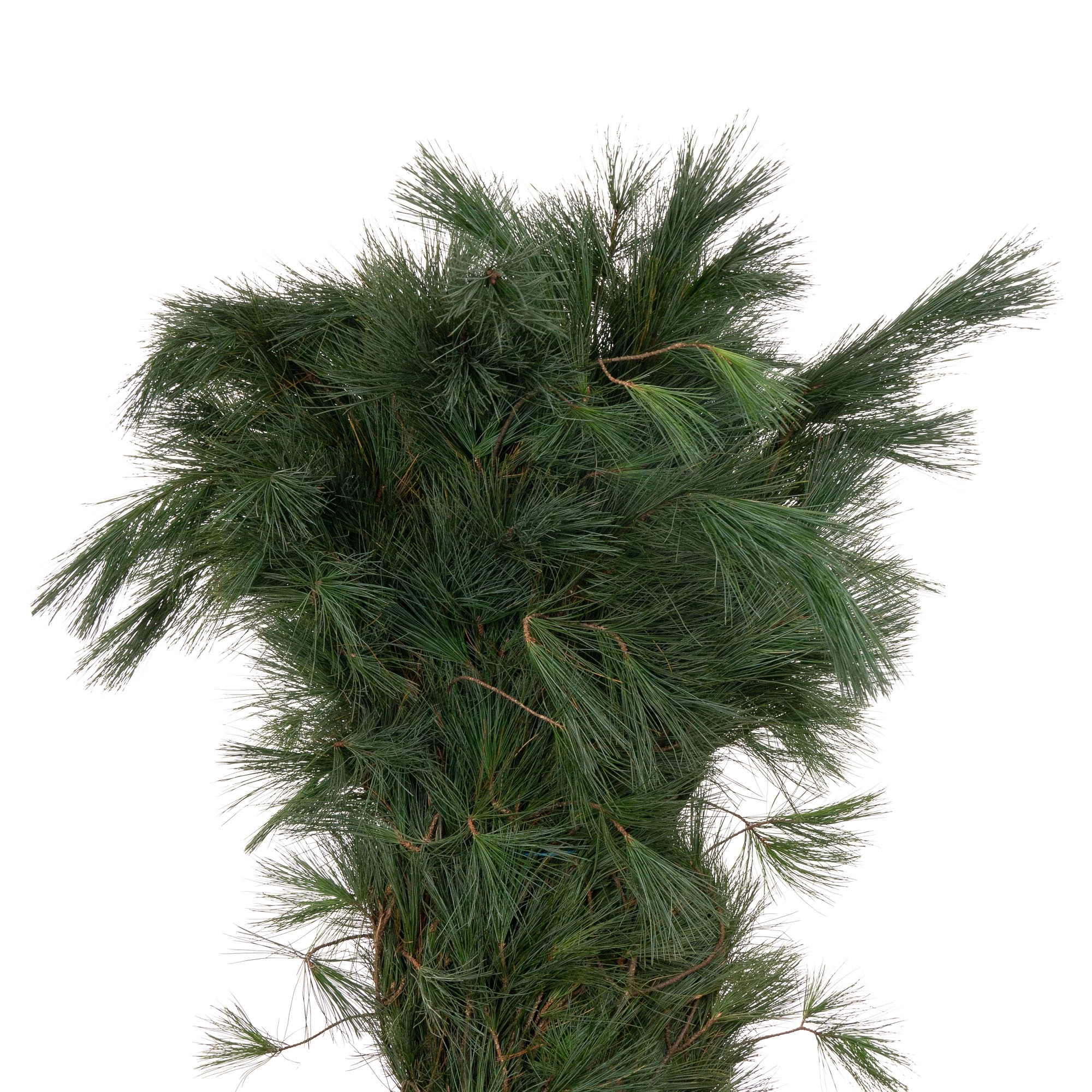 Ветки Сосна стробус