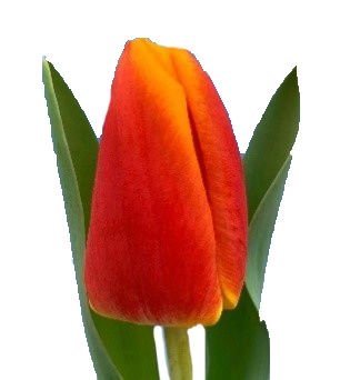 Тюльпан эн дуэт