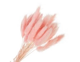 Сухоцветы "Лагурус", H55 см, набор (60 шт) Розовый