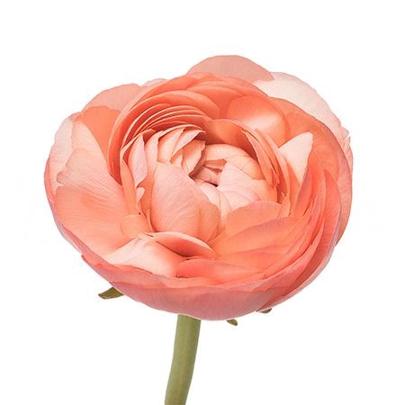 Ранункулус салмон