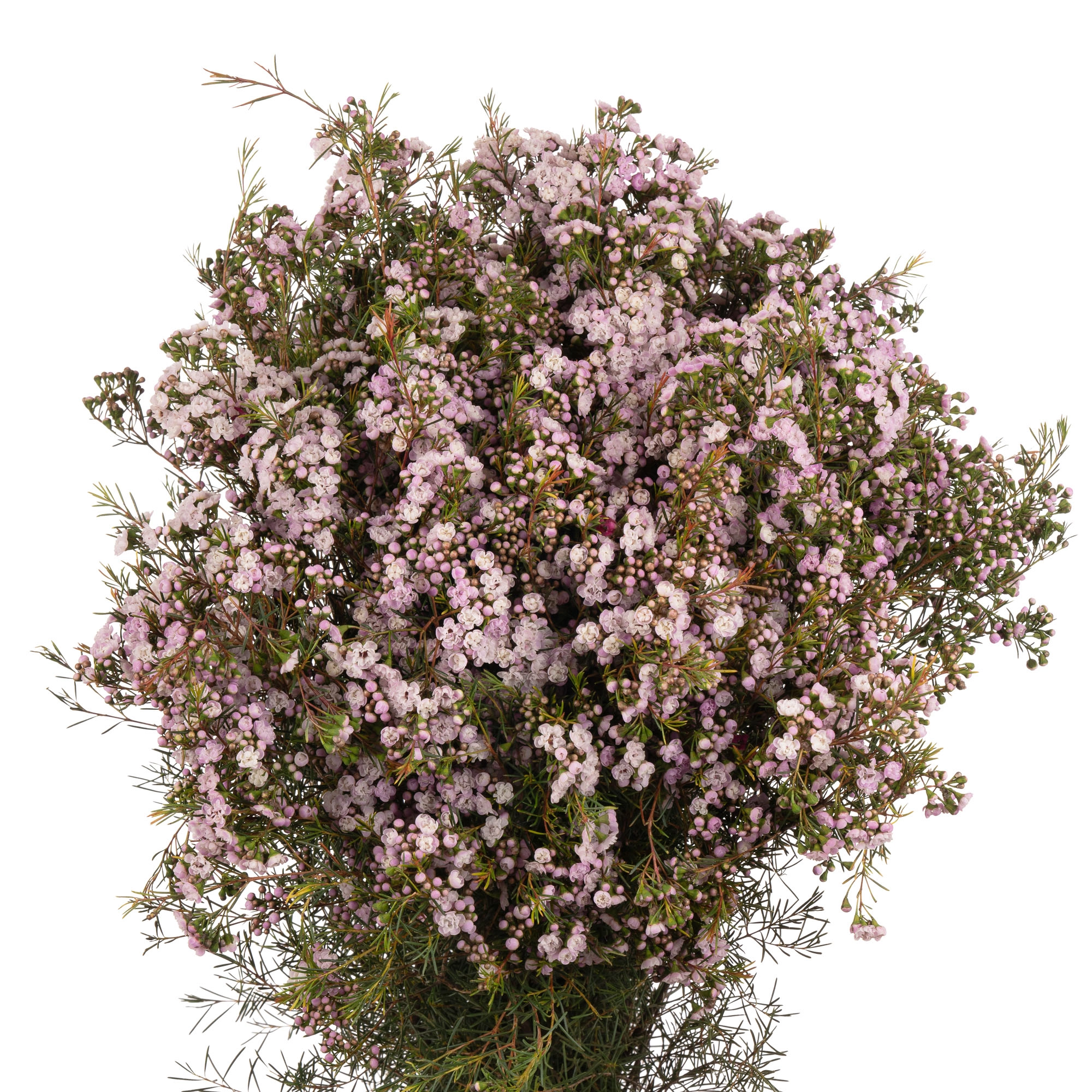 Хамелациум дансинг куин