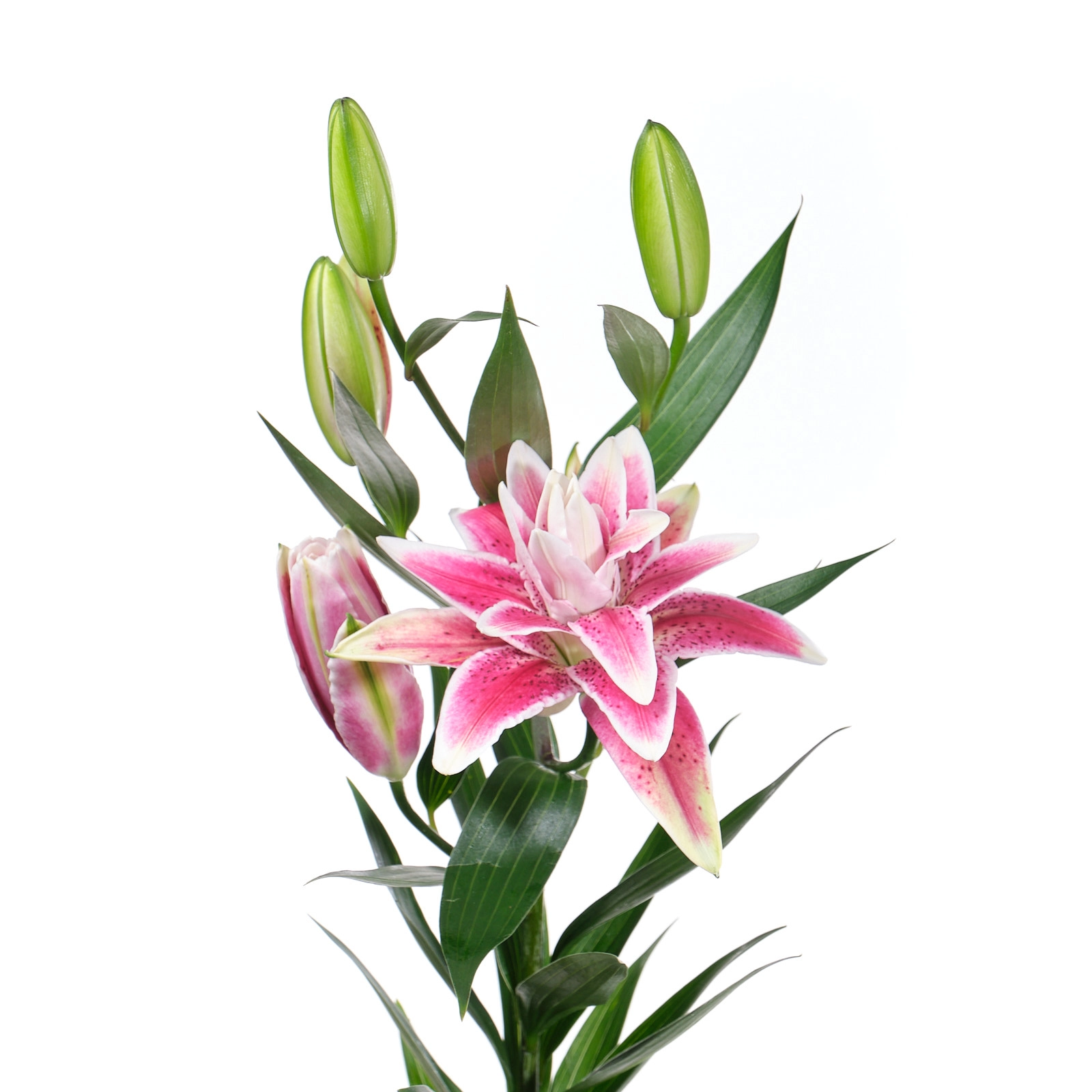 Лилия восточная роузлили талита